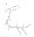 Fig. 01 - VASCULATURE MODELING