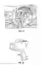 Fig. 02 - Direct and indirect organogenesis of 