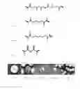 Fig. 04 - Porous microparticles with high loading efficiencies