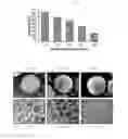 Fig. 05 - Porous microparticles with high loading efficiencies