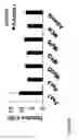 Fig. 02 - Modulation of muscle and adipocyte distribution and fate