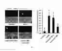 Fig. 07 - Compositions and methods for cardiac regeneration