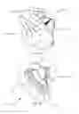 Fig. 02 - Facial mask with internal intermediate maxilla support for use with ventilation and positive air pressure systems