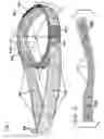 Fig. 02 - Isometric/isotonic neck exercise device
