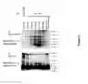 Fig. 22 - Anti-DR6 antibodies and methods of immune regulation