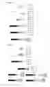 Fig. 07 - APOB  Antisense Conjugate Compounds