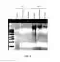 Fig. 07 - Methods of capturing sperm nucleic acids