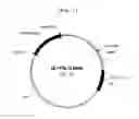 Fig. 02 - Polyporus squamosus-derived recombinant lectin specific for sialic acid linkage