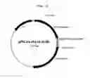 Fig. 03 - Polyporus squamosus-derived recombinant lectin specific for sialic acid linkage