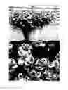Fig. 01 - Bidens plant named 'Sunbidevb 3'