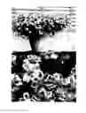 Fig. 02 - Bidens plant named 'Sunbidevb 3'