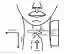 Fig. 01 - Imaging and measuring system of vocal cord vibration based on plane wave ultrasonography, and method thereof