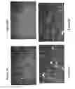 Fig. 03 - Topical formulations of tellurium-containing compounds