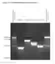 Fig. 02 - Bacteriophages against ssp and their use