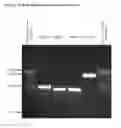 Fig. 03 - Bacteriophages against ssp and their use
