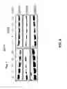 Fig. 07 - Peptide having angiogenesis inhibitory activity and composition containing same