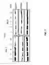 Fig. 08 - Peptide having angiogenesis inhibitory activity and composition containing same