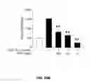 Fig. 33 - Peptide having angiogenesis inhibitory activity and composition containing same