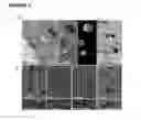 Fig. 04 - Production of magnetic nanoparticles in recombinant host cells