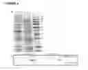 Fig. 13 - Production of magnetic nanoparticles in recombinant host cells