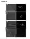 Fig. 14 - Production of magnetic nanoparticles in recombinant host cells