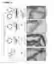 Fig. 18 - Production of magnetic nanoparticles in recombinant host cells