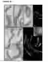 Fig. 20 - Production of magnetic nanoparticles in recombinant host cells