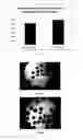 Fig. 07 - Method of freeze-drying encapsulated cells, freeze-dried encapsulated cells, compositions containing freeze-dried encapsulated cells and uses of such cells and compositions