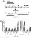 Fig. 07 - METHOD FOR HIGHLY EFFICIENT CONVERSION OF HUMAN STEM CELLS TO LINEAGE-SPECIFIC NEURONS