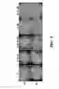 Fig. 06 - Synergistic genome-nonintegrating reprogramming by microRNAs and transcription factors