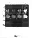 Fig. 08 - Synergistic genome-nonintegrating reprogramming by microRNAs and transcription factors