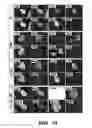 Fig. 10 - Synergistic genome-nonintegrating reprogramming by microRNAs and transcription factors