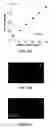 Fig. 08 - Specific detection and quantification of cardiolipin and isolated mitochondria by positively charged AIE fluorogens and method of manufacturing thereof