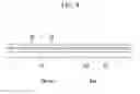 Fig. 09 - Touch panel including multilayer touch signal line
