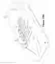 Fig. 53 - Articles of footwear with tensile strand elements