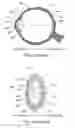 Fig. 02 - Laser methods and systems for addressing conditions of the lens