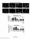 Fig. 02 - Sodium ascorbate stimulation of elastogenesis