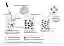 Fig. 01 - CONVERTING NANOPARTICLES IN OIL TO AQUEOUS SUSPENSIONS