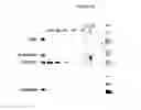 Fig. 49 - Excimer forming compounds