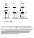 Fig. 02 - Compounds, compositions and methods for inhibiting CNKSR1