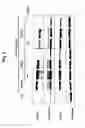 Fig. 04 - Oxidized lipids