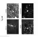 Fig. 18 - Oxidized lipids