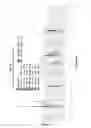 Fig. 12 - CRYSTALLINE PHASES OF 5,6-DICHLORO-2-(ISOPROPYLAMINO)-(1-BETA-L-RIBOFURANOSYL)-1H-BENZIMIDAZOLE