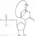 Fig. 88 - MODIFIED NUCLEIC ACID MOLECULES AND USES THEREOF