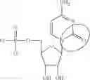 Fig. 89 - MODIFIED NUCLEIC ACID MOLECULES AND USES THEREOF