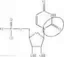 Fig. 91 - MODIFIED NUCLEIC ACID MOLECULES AND USES THEREOF
