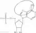 Fig. 92 - MODIFIED NUCLEIC ACID MOLECULES AND USES THEREOF