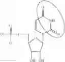 Fig. 97 - MODIFIED NUCLEIC ACID MOLECULES AND USES THEREOF