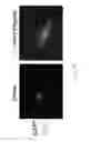 Fig. 22 - Method for preventing or treating heart diseases by using a composition containing an isolated peptide