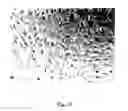 Fig. 02 - Cationic lipid formulations for regressing established tumor